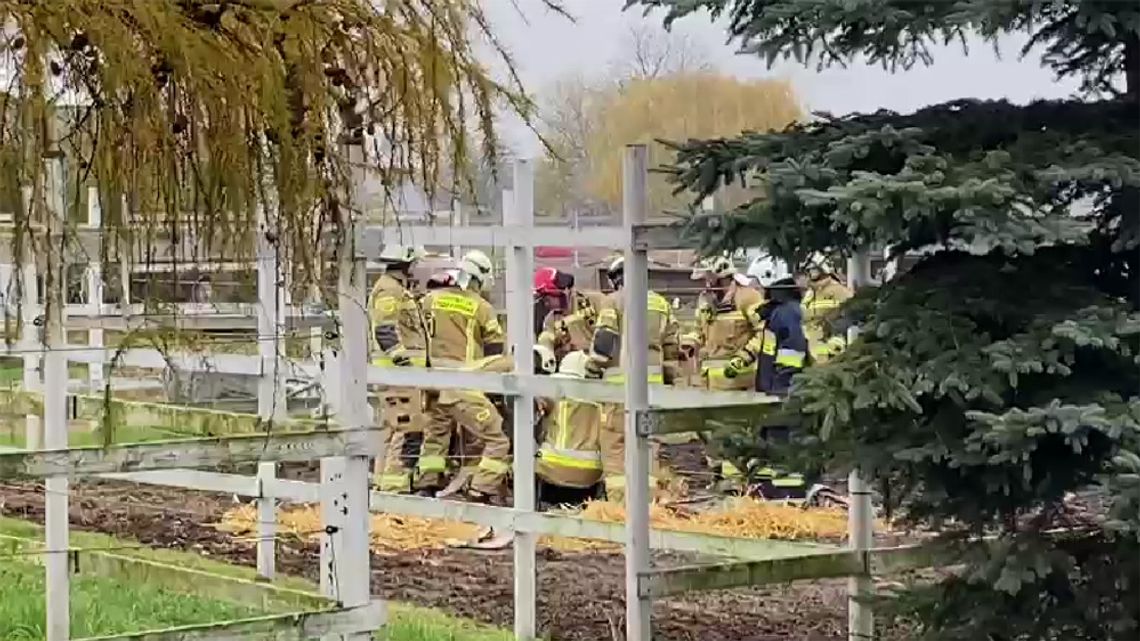 Strażacy pomagali uratować konia, który nie potrafił samodzielnie się podnieść