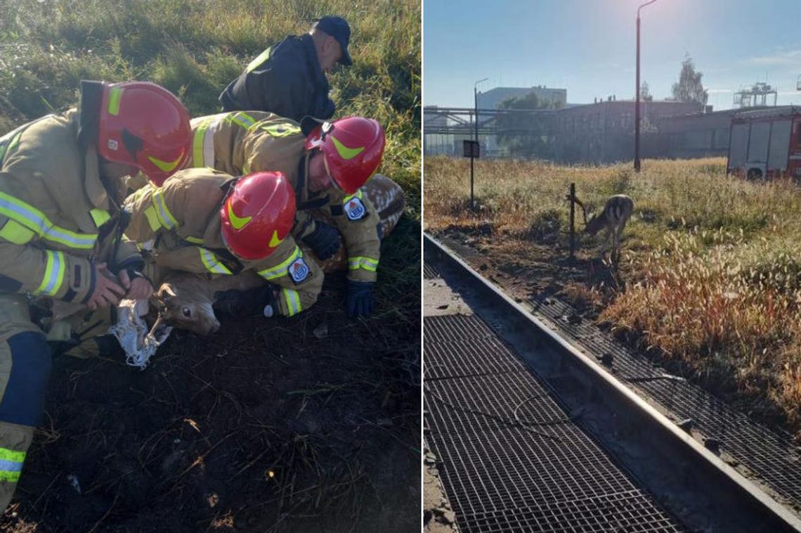 Strażacy uratowali młodego jelonka, którego poroże zaplątało się w metalowym ogrodzeniu