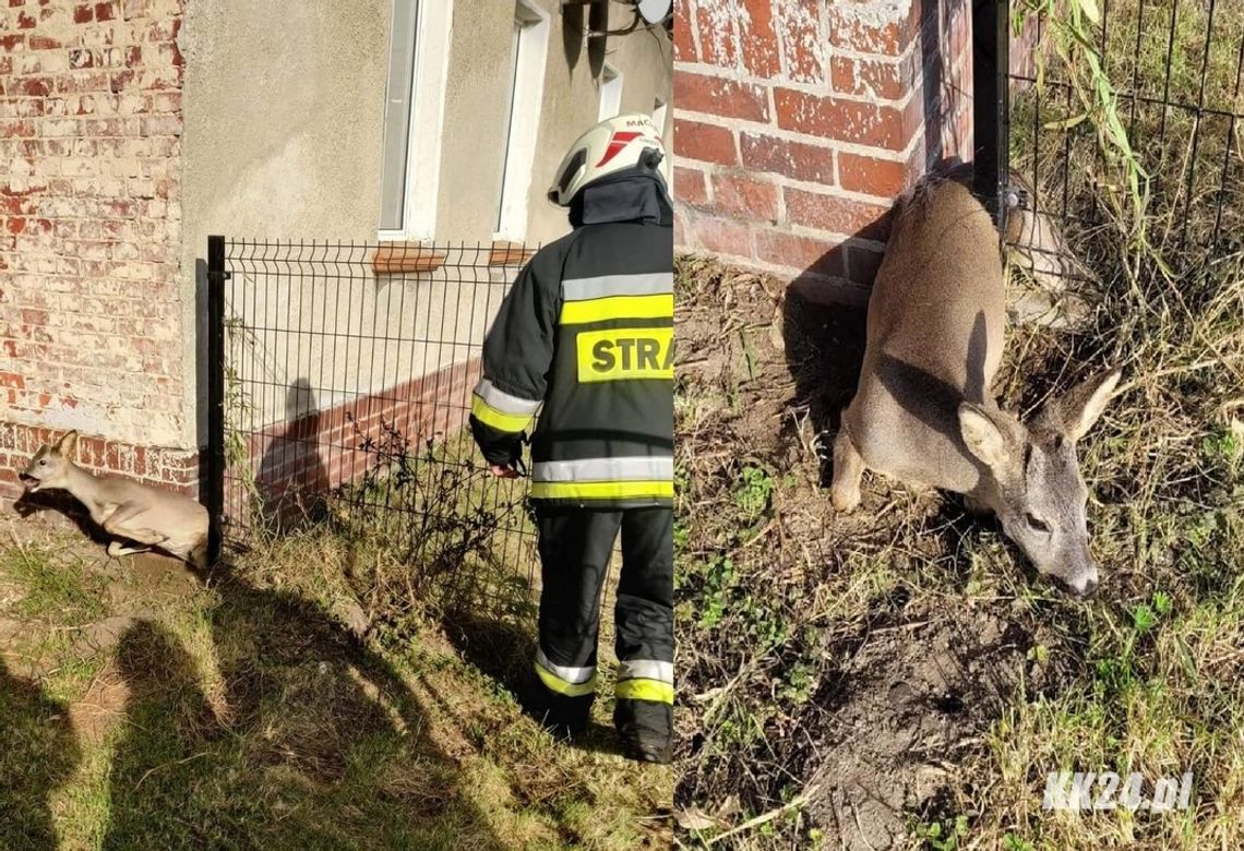 Strażacy uratowali sarnę, która utknęła w przydomowym ogrodzeniu