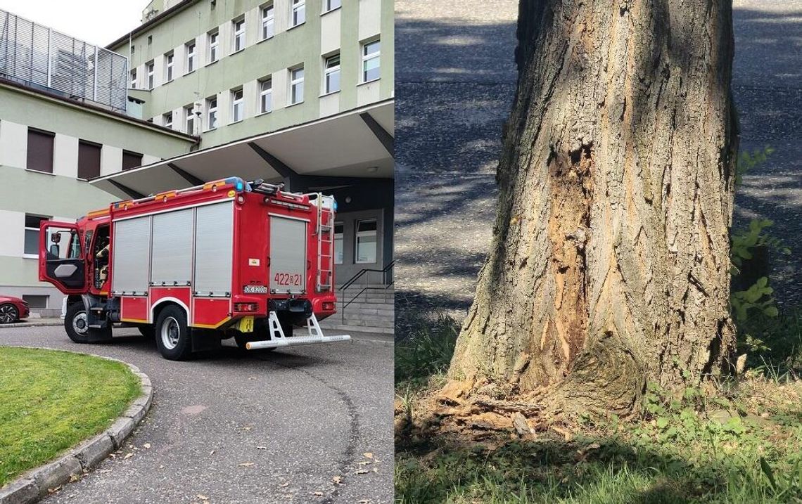 Szerszenie zadomowiły się na terenie kozielskiego szpitala. Do pomocy ruszyli strażacy