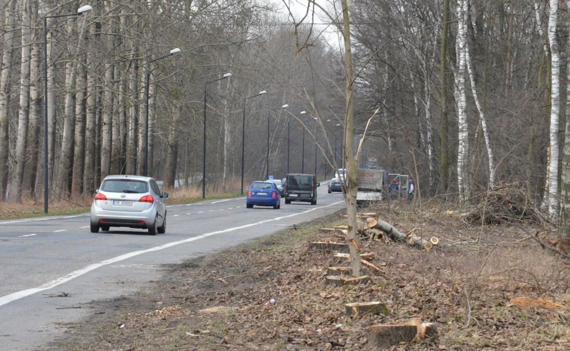 W Azotach piły poszły w ruch. Wycięto topole rosnące przy ulicy Wojska Polskiego