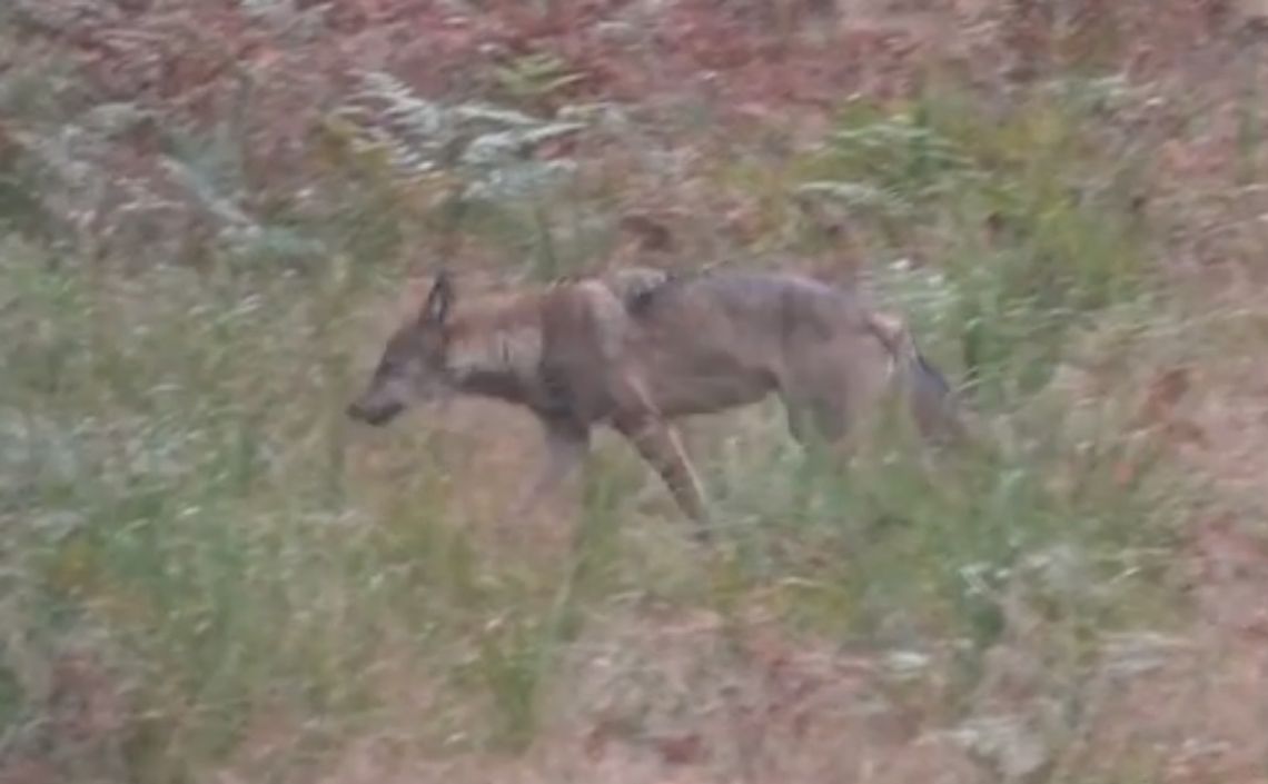 W lasach w rejonie Kędzierzyna-Koźla zauważono wilki. Jest nagranie [WIDEO]