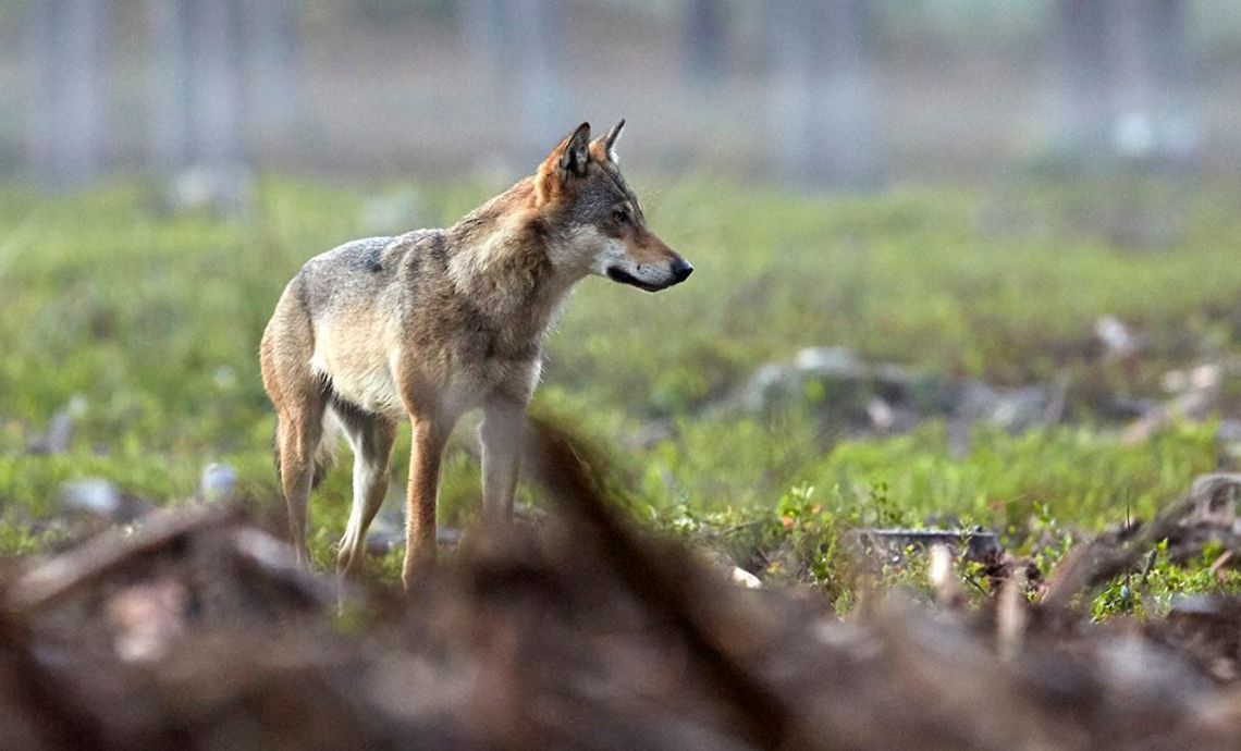 W lesie na terenie powiatu kędzierzyńsko-kozielskiego zauważono watahę wilków