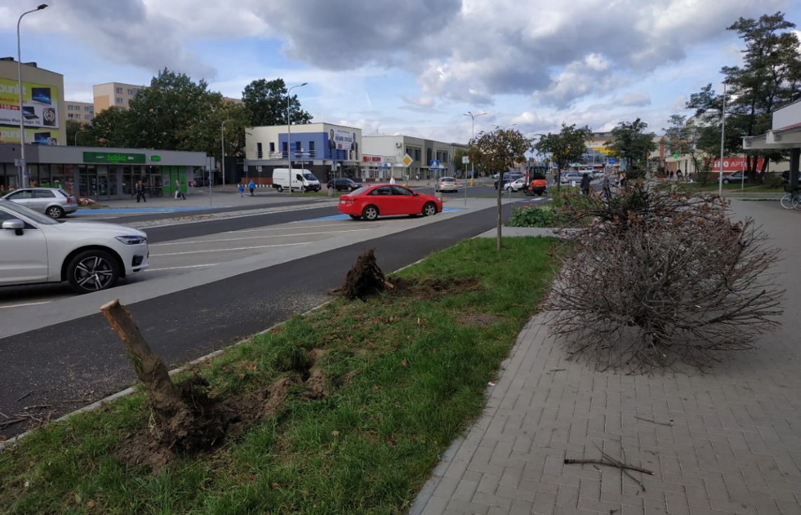 W Śródmieściu pojawi się sporo nowej zieleni. Ruszyły prace przy ulicy Wojska Polskiego