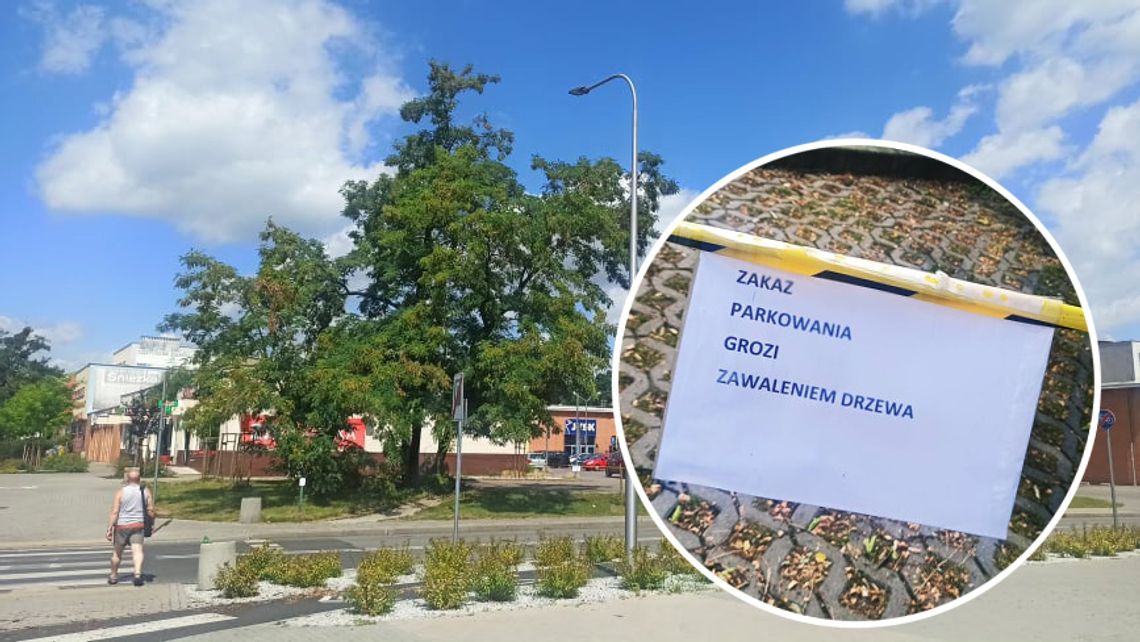 Wichura uszkodziła drzewo w centrum, jest kartka "grozi zawaleniem", ale nie wiadomo, kto ją powiesił