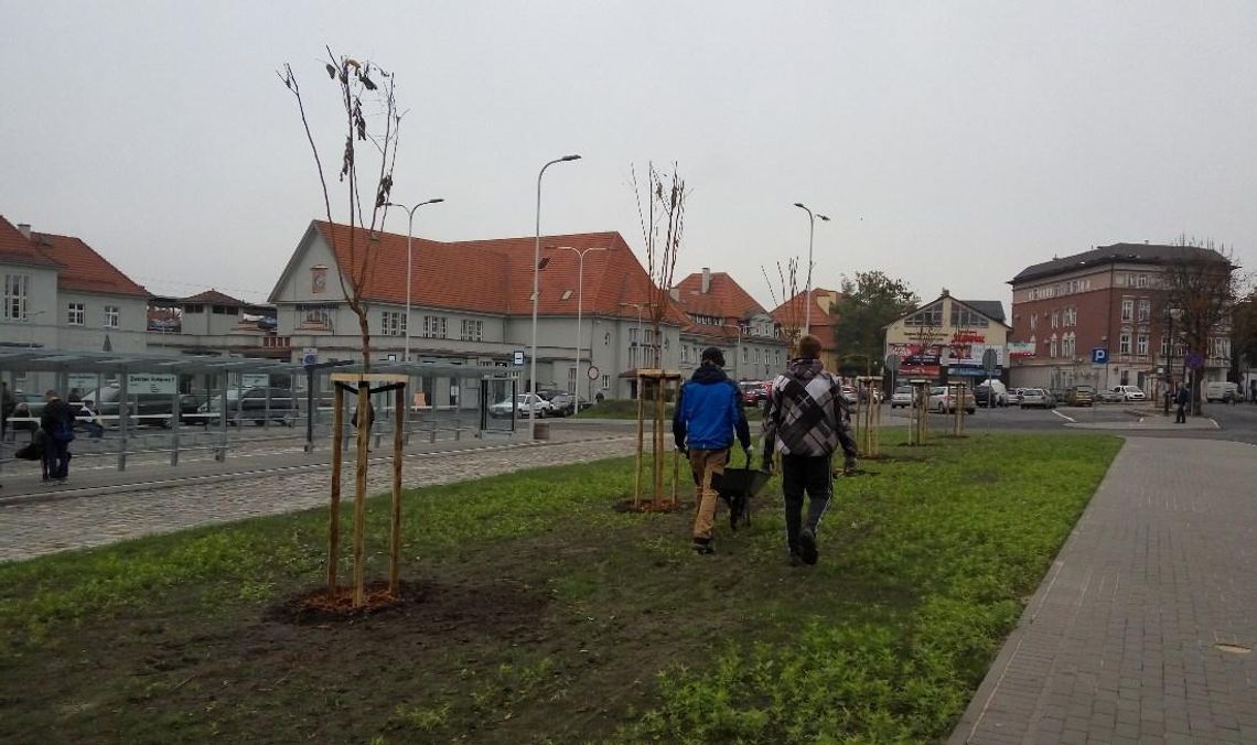 Więcej zieleni w centrum miasta. Przy nowym rondzie posadzono drzewa