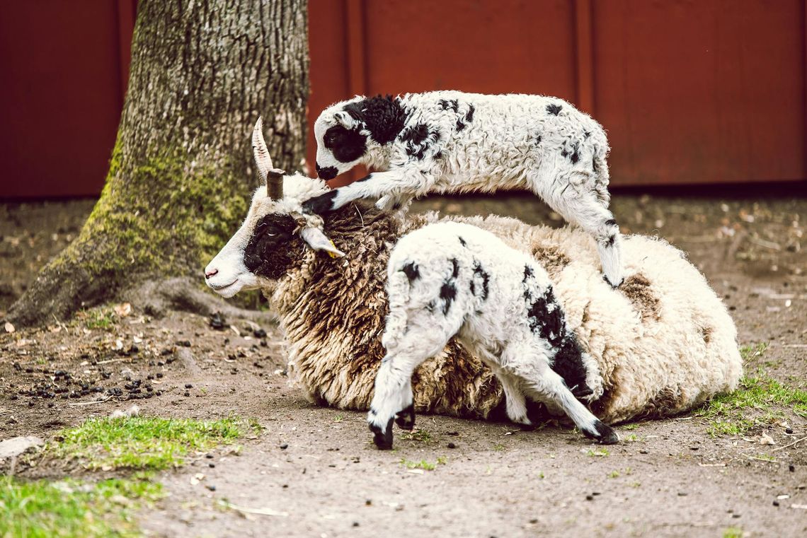 Włóczki z wełny merino to naturalna jakość dla Twoich projektów