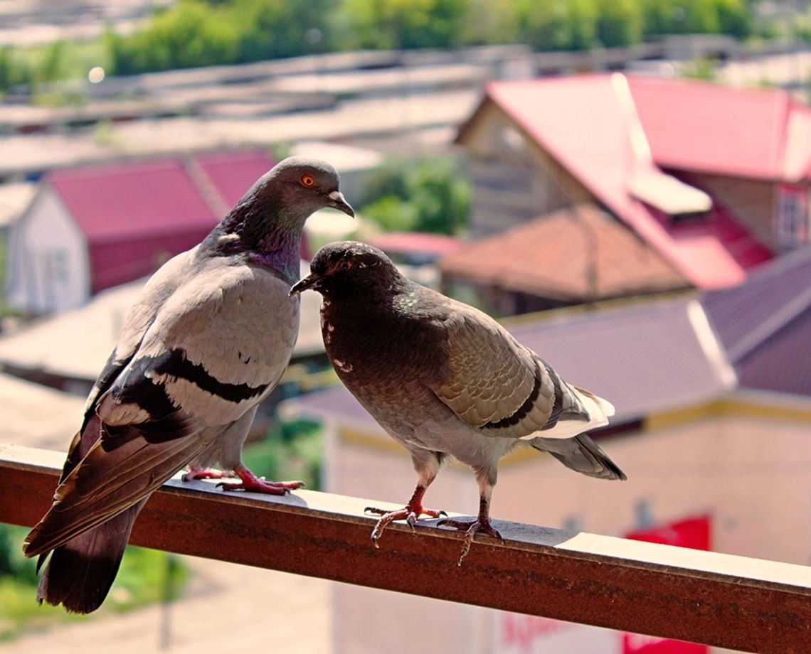 Wracający problem z gołębiami. W tym bloku opanowały cały balkon i zatruwają życie mieszkańców