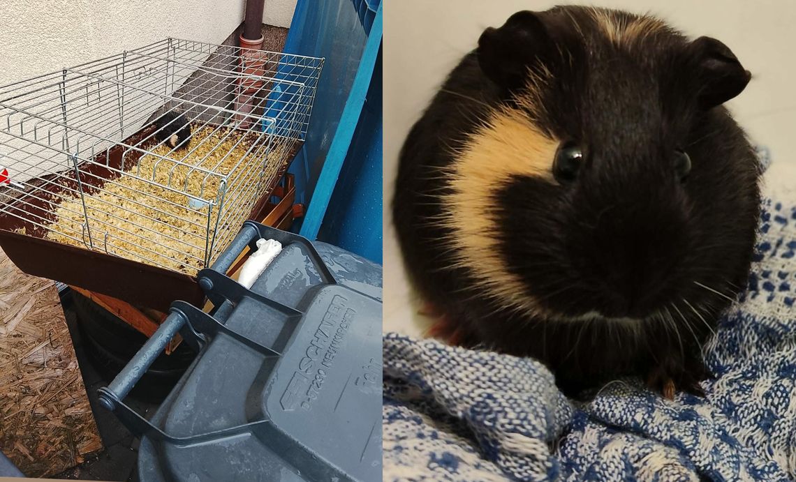 Wyrzucił klatkę z żywą świnką morską na śmietnik. Za taki czyn grozi nawet więzienie