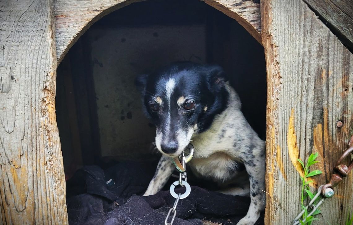 Wyzwolona z łańcucha mała suczka czeka na dom pełen miłości. Pilnie potrzebna adopcja!