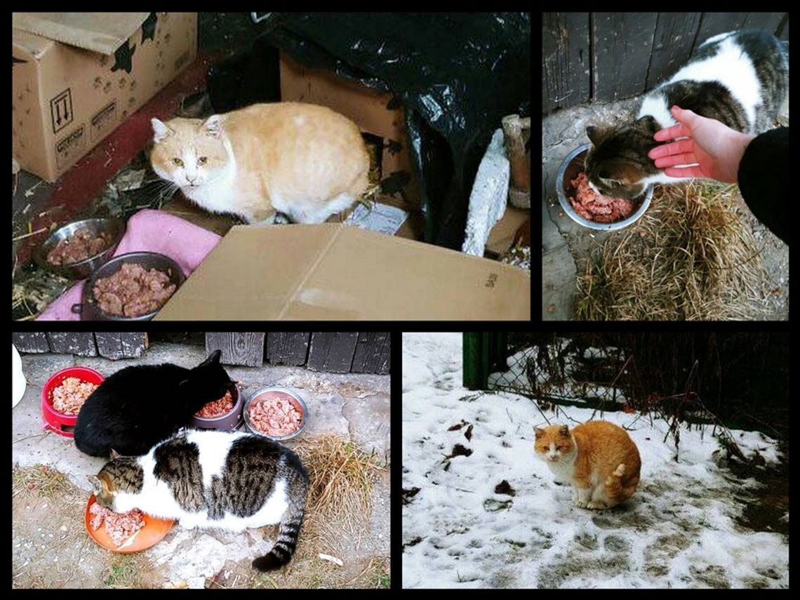 Z ciepłego domu trafiły na zimną ulicę. Koty z osiedla Kuźniczka pilnie szukają nowych opiekunów