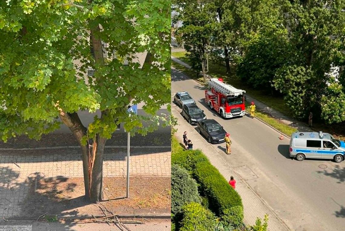 Zgłoszenie o pękniętym drzewie przy ulicy Stalmacha. Interweniowała policja i straż Zgłoszenie o pękniętym drzewie przy ulicy Stalmacha. Interweniowała policja i straż