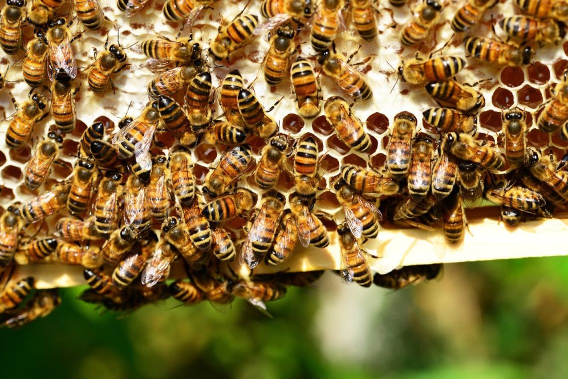 Zgnilec amerykański pszczół na terenie gminy Bierawa. Hodowcy mają zgłaszać się do powiatowego lekarza weterynarii
