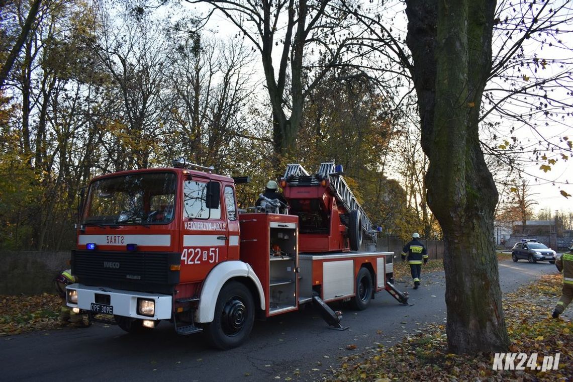 Złamany konar mógł w każdej chwili spaść na przejeżdżający samochód. Interweniowali strażacy