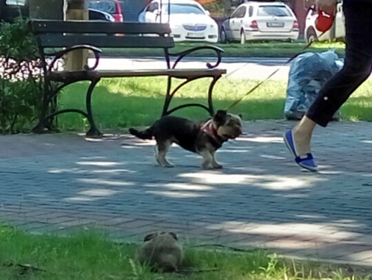 Zając w Śródmieściu Kędzierzyna-Koźla