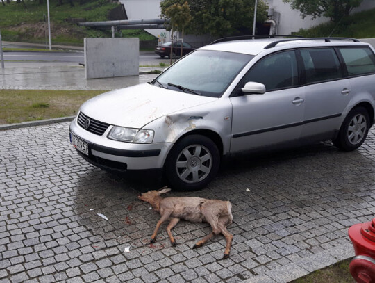 kolizja jelonek centrum miasta (1)