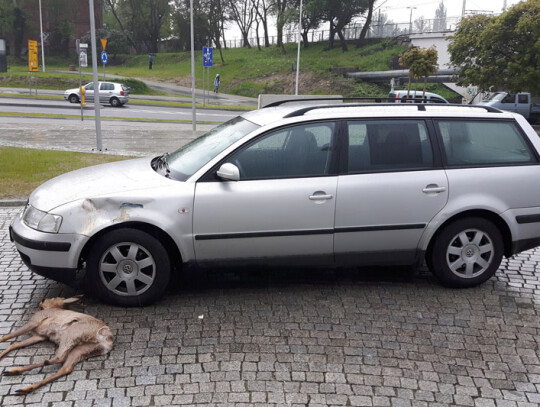 kolizja jelonek centrum miasta (2)