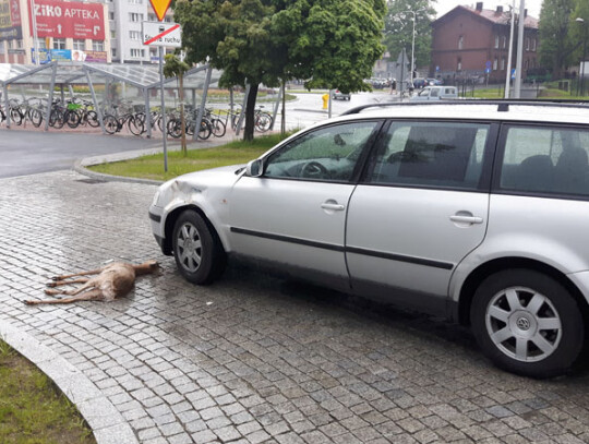 kolizja jelonek centrum miasta (3)