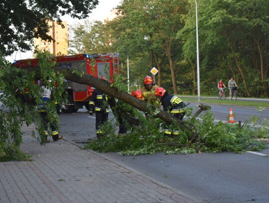 drzewo aleja jana pawla ii (6)