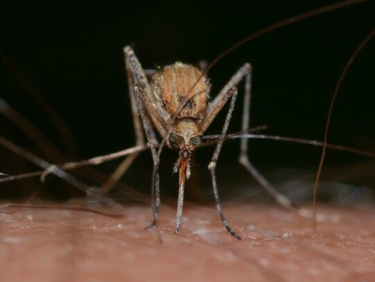 opryski komary