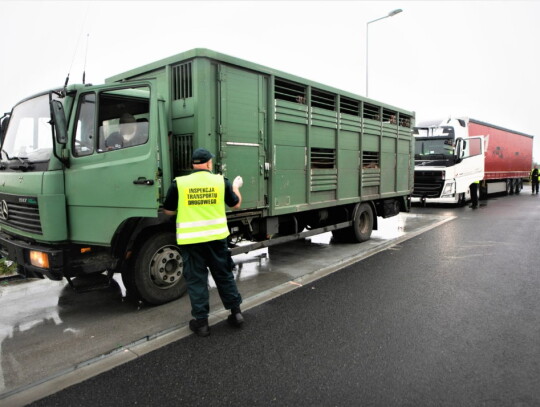 kontrola transport swin renska wies kedzierzyn 1