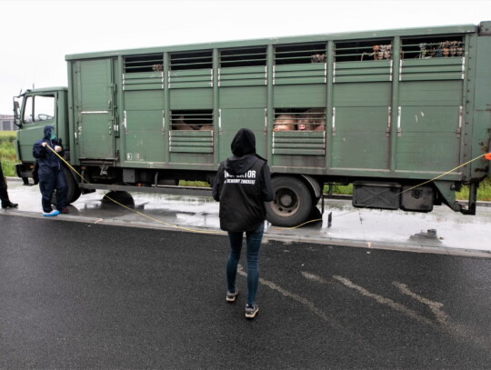 kontrola transport swin renska wies kedzierzyn 4