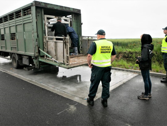 kontrola transport swin renska wies kedzierzyn 5