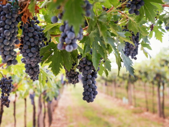 dlaczego-warto-posadzic-winogrona-we-wlasnym-ogrodzie